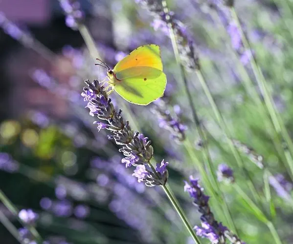 House Of Mile ザダル